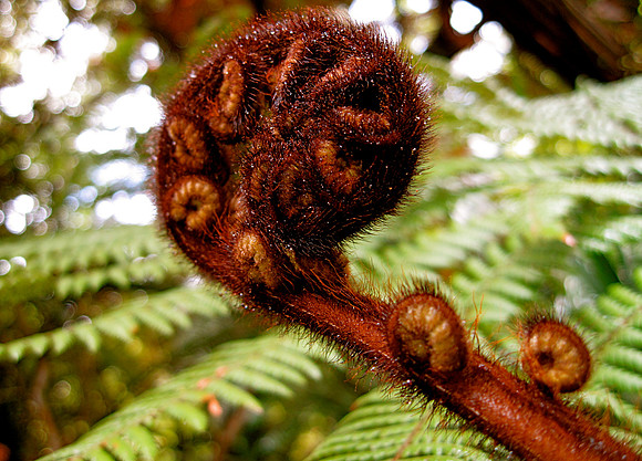 NZ Fiddle Head