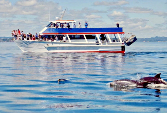 Swimming with dolphins.