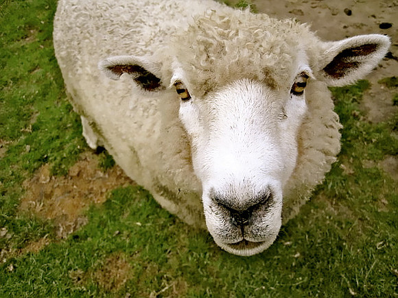 Kiwi Sheep