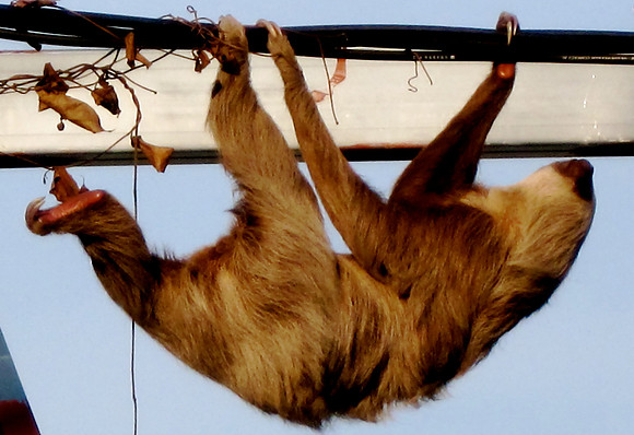 Elusive Sloths