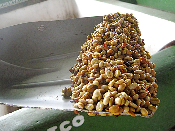 Fermentation