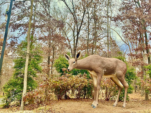 On the North Loop of the Crystal Bridges Art Trail.