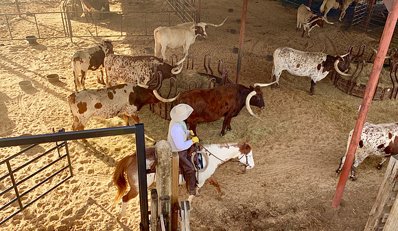 Behind the scenes with The Herd in the Stockyards.