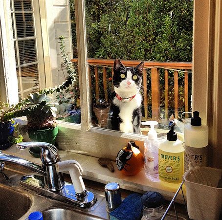 Liz Lemon was my best friend's cat and there has never been a cooler feline on the planet.